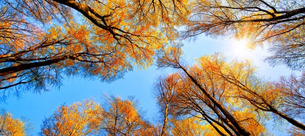 Herfstzon Schijnt Door Gouden Boomtoppen Met Prachtige Heldere Hemel Als — Stockfoto