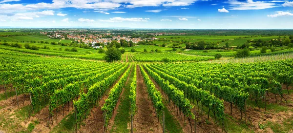 Panoramic Green Vineyard Landscape Pfalz Germany Blue Sky Rows Grapevine — Stock Photo, Image