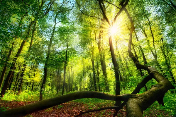 Büyüleyici Yeşil Manzara Yeşil Yaprakların Arasından Parlayan Güneşli Bir Orman — Stok fotoğraf