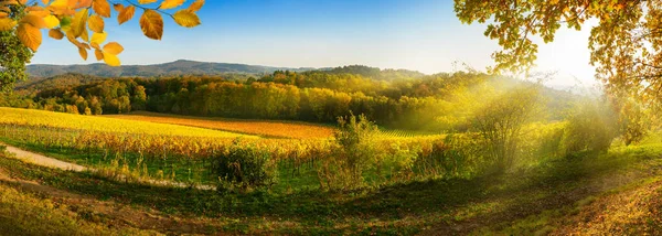 Panoramatická Venkovská Krajina Podzim Vinicemi Kopci Zářivě Modrou Oblohou Slunečními — Stock fotografie