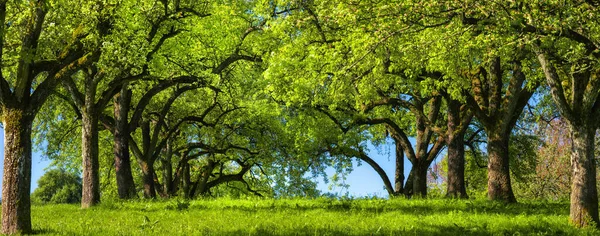緑の牧草地に木々の行のコピーは パノラマ形式で美しい自然のアーチ 農村風景を構築します — ストック写真