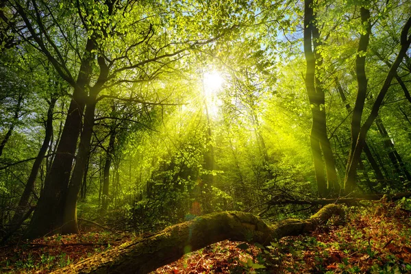 Traumhaft Grüne Landschaft Eine Waldlichtung Auf Der Die Sonne Durch — Stockfoto