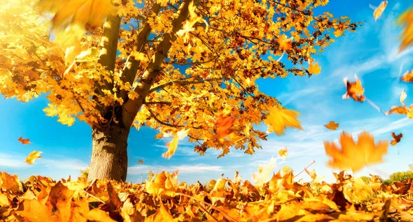 Ahornboom Tegen Blauwe Lucht Een Mooie Herfstdag Met Gele Bladeren — Stockfoto