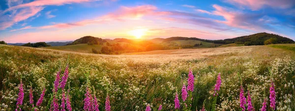 Panoramische Zonsondergang Een Uitgestrekt Bloeiend Weidelandschap Met Bloemen Voorgrond Heuvels — Stockfoto