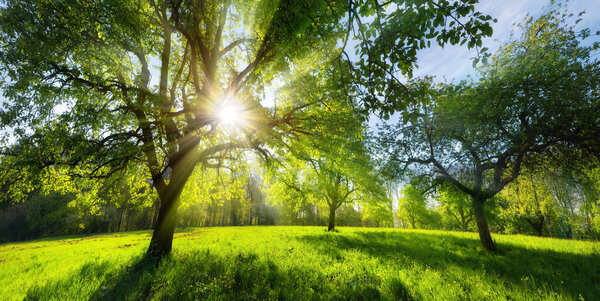 Beautiful green rural landscape in spring or summer, with trees on a meadow and the bright sun shining through the foliage