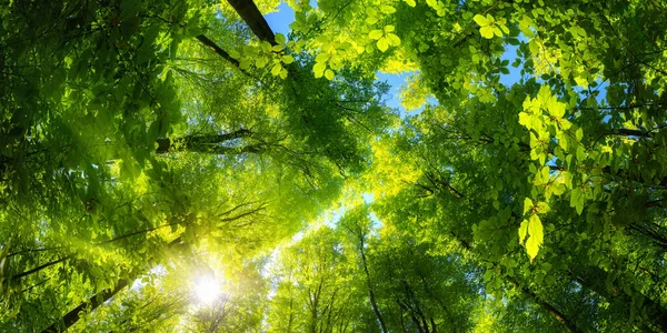 Elevating Panoramic Upwards View Canopy Beech Forest Fresh Green Foliage — Stock Photo, Image