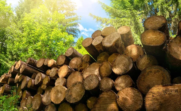 Forestry Industrial Shot Nature Pile Felled Tree Trunks Green Forest — Stock Photo, Image