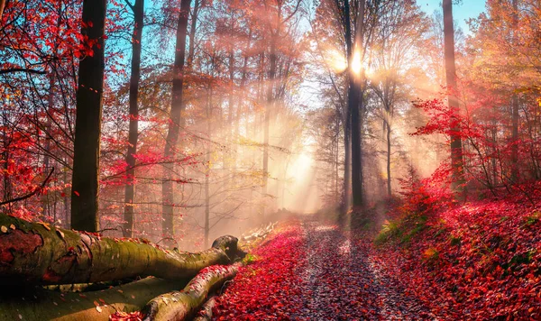 Czarująca Jesienna Sceneria Marzycielskich Kolorach Ukazująca Leśną Ścieżkę Słońcem Drzewem — Zdjęcie stockowe