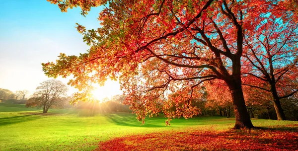 Ηλιόλουστο Πάρκο Υπέροχα Φθινοπωρινά Χρώματα Καταγάλανο Ουρανό Και Ήλιο Που — Φωτογραφία Αρχείου