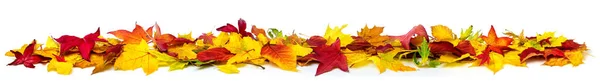 Kleurrijke Herfst Bladeren Grond Als Een Rand Extra Breed Panorama — Stockfoto