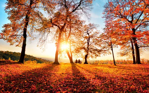 Herfst Landschap Met Gouden Zonlicht Een Park Met Blauwe Lucht — Stockfoto