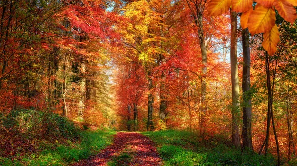 Boslandschap Herfst Met Betoverende Kleuren Een Pad Bedekt Met Rode — Stockfoto