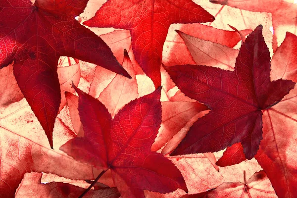 Feuilles Érable Rouges Automne Remplissant Cadre Éclairées Par Lumière Derrière — Photo