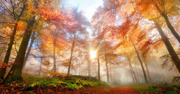 Enchanting rays of the sun fall through wafts of mist in a forest, a gorgeous, dreamy and vibrant autumn scenery
