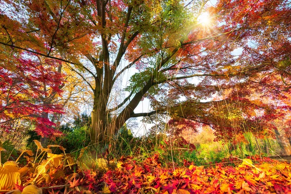 Prachtige Herfstkleuren Een Park Zon Schijnt Door Kleurrijke Takken Van — Stockfoto