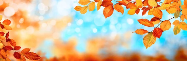 Colorful Autumn Background Panoramic Format Red Gold Leaves Framing Blue — Stock Photo, Image