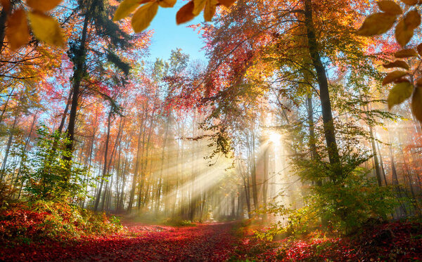 Fabulous sun rays in a colorful forest in autumn illuminating a path covered in red foliage, with some leaves framing the scene