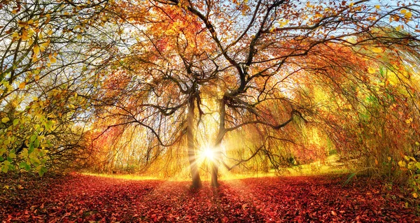 Markanter Baum Mit Atemberaubenden Herbstfarben Einem Park Die Sonnenstrahlen Schön — Stockfoto