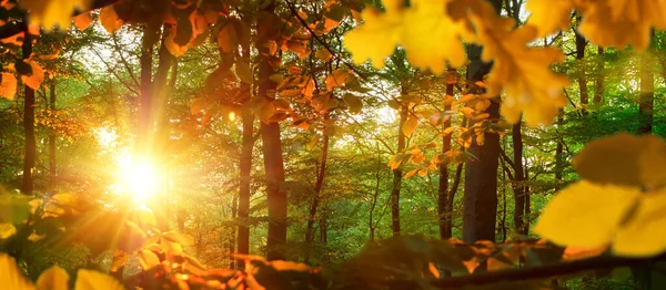 Natuurlandschap Panorama Formaat — Stockfoto