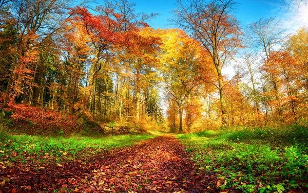 鮮やかな紅葉の森の景色 赤い葉に覆われ 緑のハーブ 青い空 カラフルな木々に囲まれた道 — ストック写真
