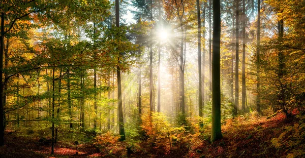 Solig Skog Landskap Hösten Med Solstrålar Faller Genom Våfflor Dimma — Stockfoto