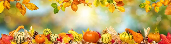 太陽の光と装飾的なカボチャ 葉や他の華やかな自然のオブジェクトのフレームとカラフルな広い秋のボケの背景 — ストック写真