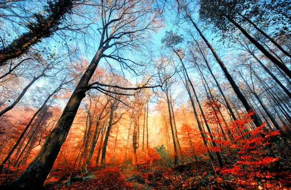 落葉樹林の秋の景色 澄んだ青い空にそびえ立つ裸の木 下に輝くオレンジの葉の列 — ストック写真