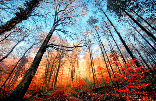 Autumn scenery in a deciduous forest, with bare trees towering into the clear blue sky and a row of illuminated orange foliage beneath