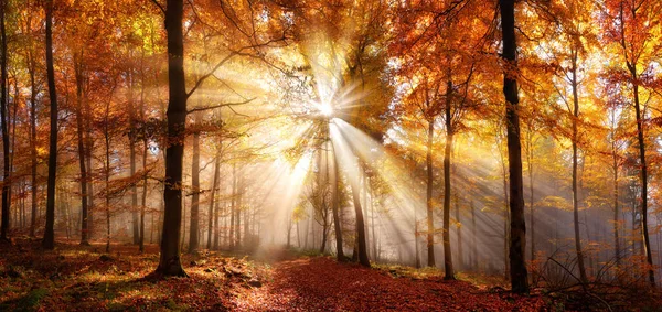 Enchanting Sun Rays Golden Forest Autumn Illuminating Path Covered Red — Stock Photo, Image