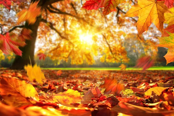 Animado Primer Plano Las Hojas Otoño Que Caen Suelo Parque — Foto de Stock