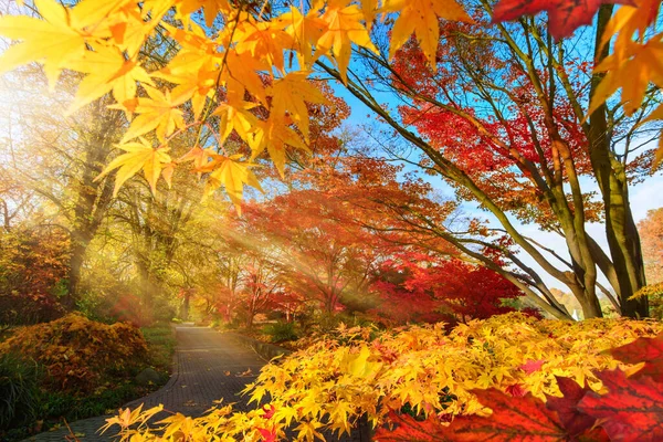 公園内の四季の移ろい 紅葉などの紅葉 太陽の光に照らされた木々 — ストック写真