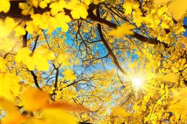 Güneş, sonbaharda mavi gökyüzü ile sarı yapraklı, yaprak döken bir ağacın dallarında parlıyor.