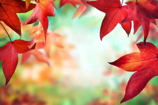 Κόκκινα Φύλλα Σφενδάμου Πλαισιώνουν Ένα Πολύχρωμο Φόντο Bokeh Φύση Πνεύμα — Φωτογραφία Αρχείου