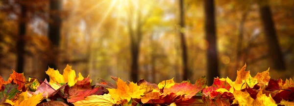 Closeup Autumn Leaves Ground Forest Defocused Trees Golden Foliage Beautiful — Stock Photo, Image