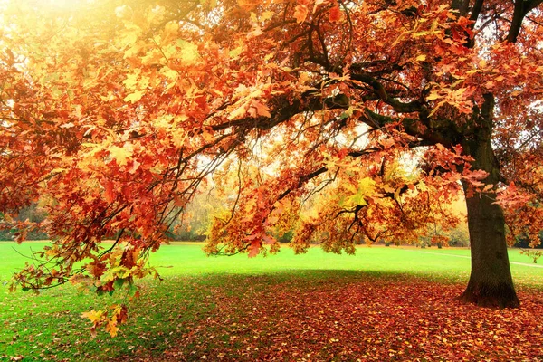 Paisaje Tranquilo Otoño Que Muestra Hermoso Roble Con Hojas Coloridas —  Fotos de Stock