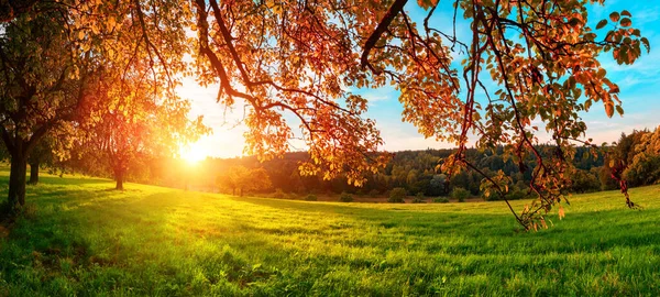 Die Untergehende Sonne Hinter Den Hängenden Zweigen Eines Schönen Baumes — Stockfoto