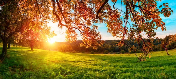 Pôr Sol Atrás Dos Ramos Pendurados Uma Bela Árvore Cores — Fotografia de Stock