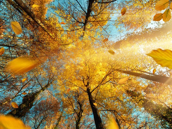 Soleil Brille Travers Les Branches Arbre Feuilles Caduques Feuillage Jaune — Photo