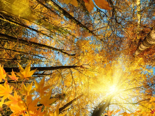 Sol Brilhante Outono Brilhando Gloriosamente Através Dos Ramos Árvores Caducas — Fotografia de Stock