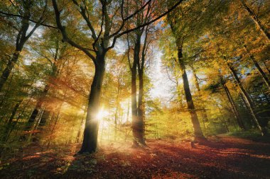 Parlak kirişlerle sonbahar güneşi renkli ormandaki görkemli ağaçların arasından parlıyor. Geniş açılı arkaplan manzarası canlı sonbahar renkleri, güneş ışığı ve gölgelerle çekiliyor.