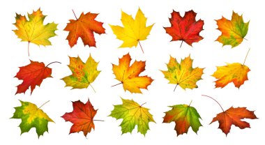 Göz kamaştırıcı renkli sonbahar yapraklarından oluşan akçaağaç kolajı, beyaz üzerine izole edilmiş stüdyo.