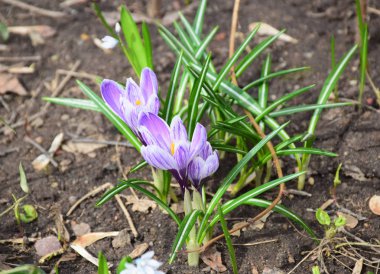 İlk bahar çiçekleri - üç menekşe çiğdemler sadece bir flowerbed üzerinde büyüdü. Moskova, Nisan 2018.