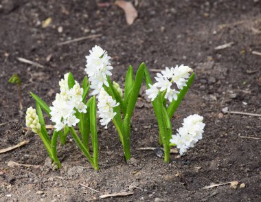 İlk bahar çiçekleri - beyaz sümbül sadece topraktan büyüdü. Moskova, Nisan 2018.