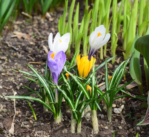 İlk bahar çiçek-çiğdem farklı renklerde (sarı, beyaz, mor) sadece flowerbed üzerinde büyüdü. Moskova, Nisan 2018.
