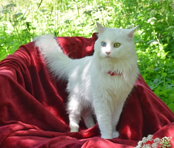 Angora kedi kırmızı mat bahçesinde. Rusya, Moskova, Haziran 2018