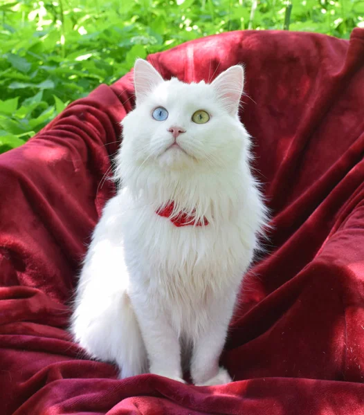 Angora kedi kırmızı mat bahçesinde. Rusya, Moskova, Haziran 2018