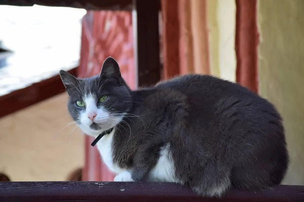 In Savvino-Storozhevsky monastery there are many cats for catching mice. Russia, Zvenigorod, August 2018