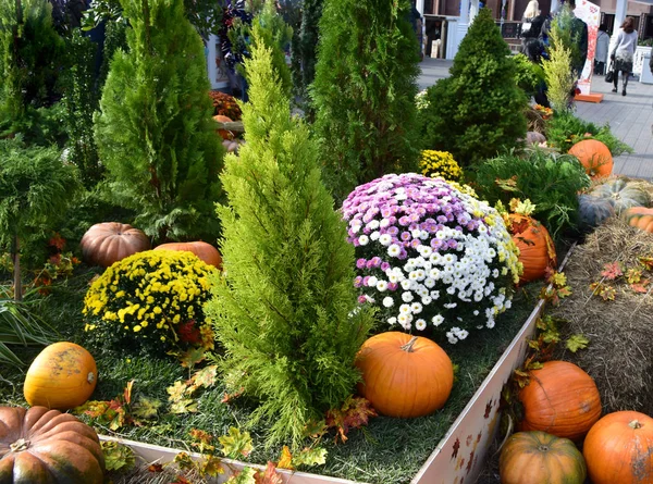 Kabaklar, çiçek ve bitkilerin Gastronomi Festivali 