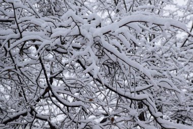 Kar kalın bir tabaka ağaçlar ve çalılar Moskova parklarda kaplı. Rusya, Moskova, Şubat 2019.