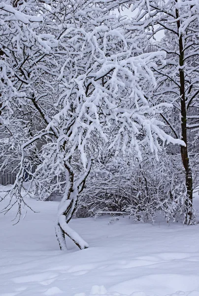 雪の厚い層は 木やモスクワの公園の茂みに覆われました ロシア モスクワ 2019年 — ストック写真